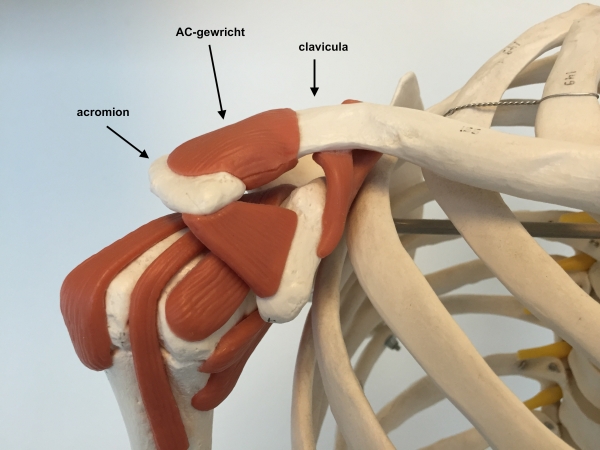 Schouderklachten 5 het ac gewricht