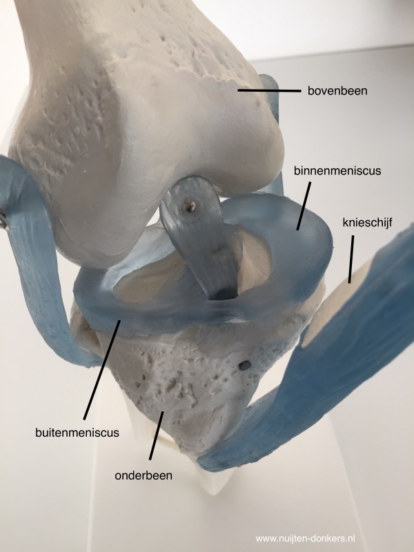 Heb ik meniscus